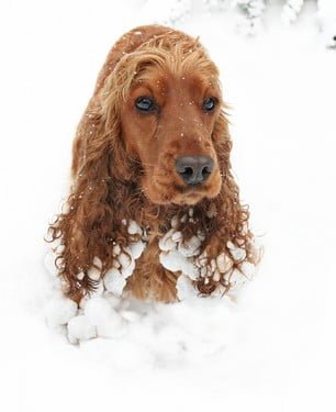  Let it snow, let it snow.......