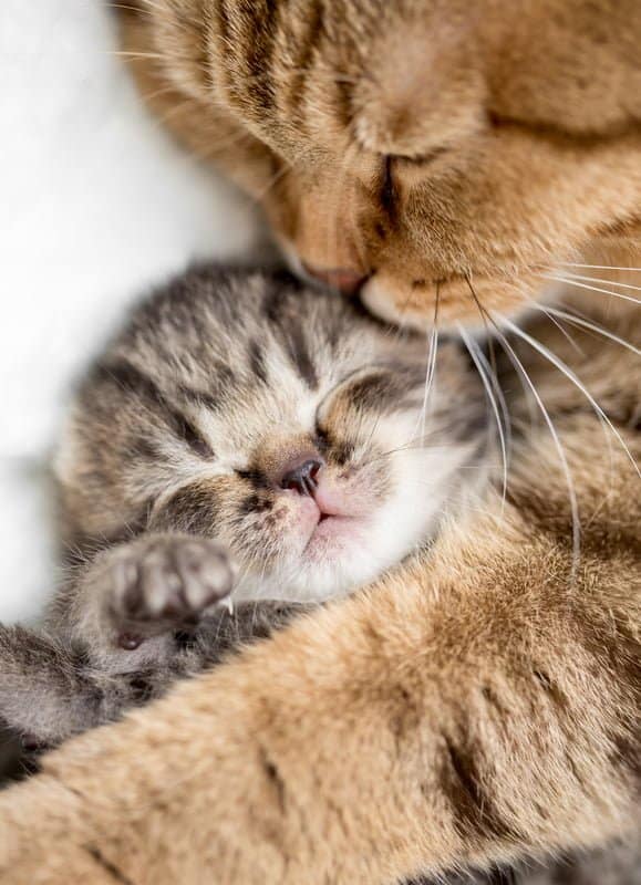  We give your pets so much love!