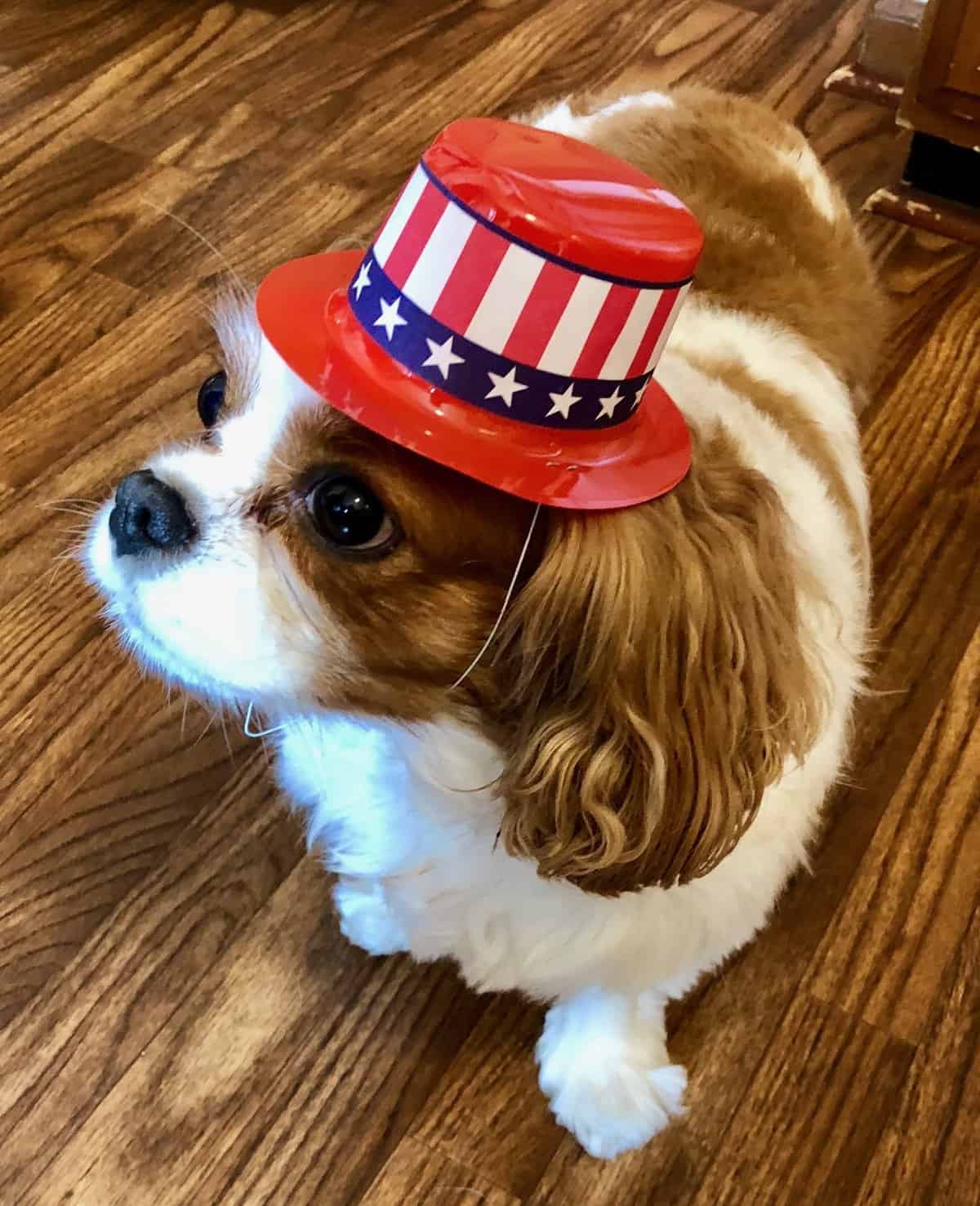  Are you here for my walk?