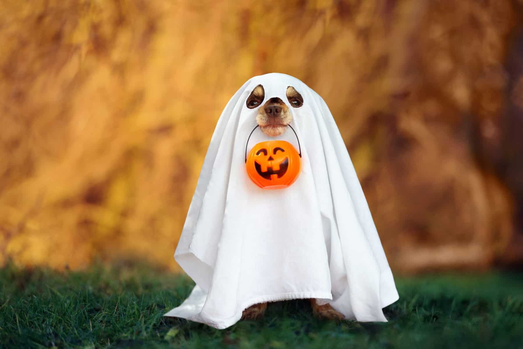  Beware of ghosts with cold noses!