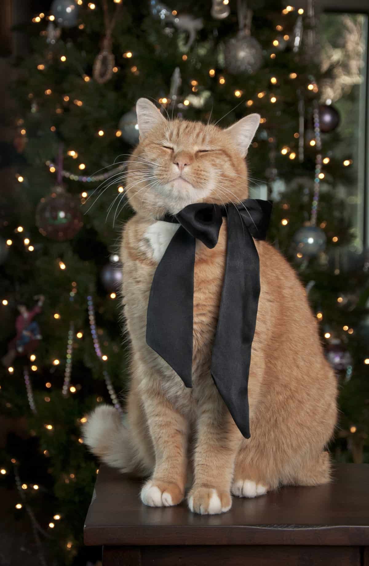  Put on your finest, have fun, and we will care for your pets!