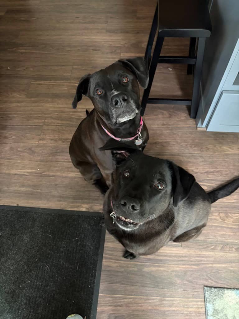  Are you here for our walk?
